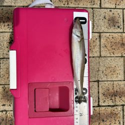 梅雨の晴れ間に！