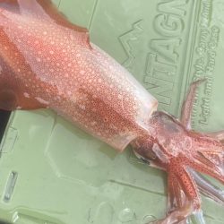 アオリイカとケンサキ