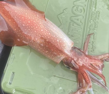 アオリイカとケンサキ