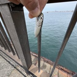 まだまだサビキには厳しい