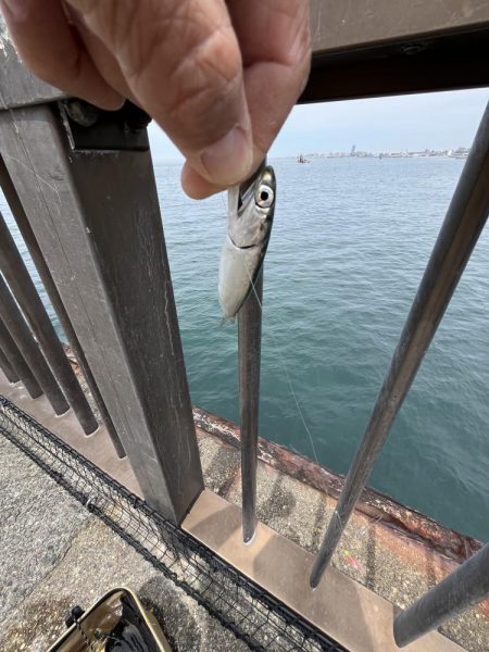 まだまだサビキには厳しい