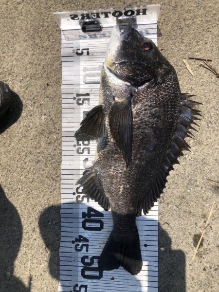 78匹‼️自己新