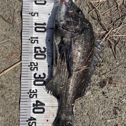 大漁‼️60匹‼️