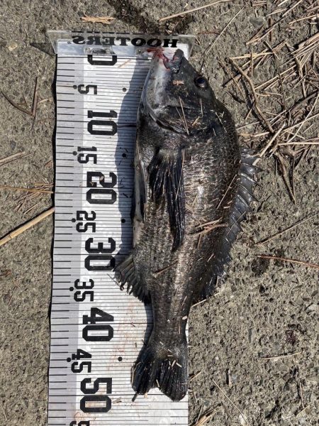 大漁‼️60匹‼️