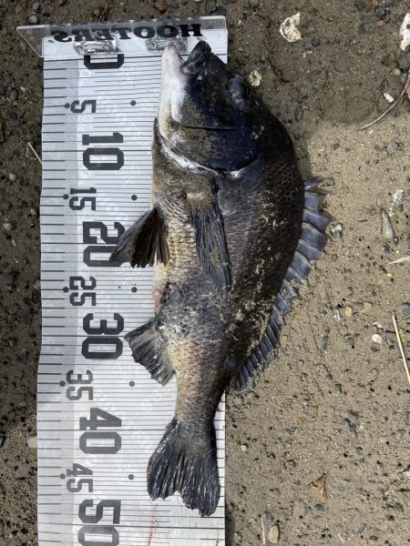 イチノ兄弟、釣果!