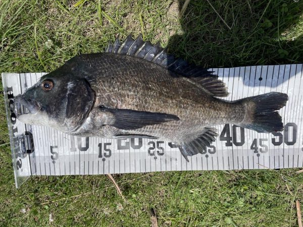 イチノ兄弟、釣果!