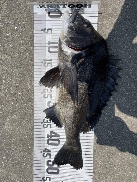 イチノ兄弟、釣果!