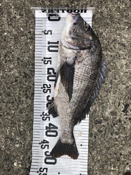 イチノ兄弟、釣果!