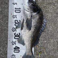 イチノ兄弟、釣果！