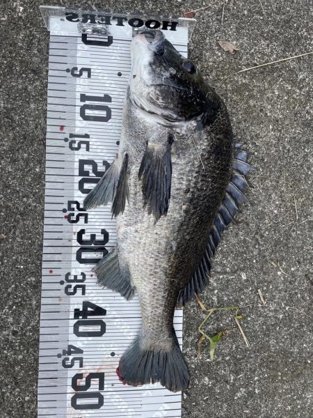 イチノ兄弟、釣果！