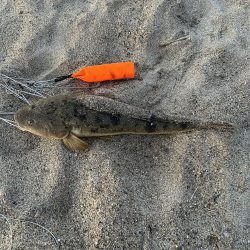 夕マヅメマゴチ釣行