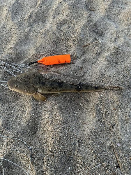 夕マヅメマゴチ釣行