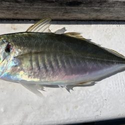 泉州丸さんで鬼アジ