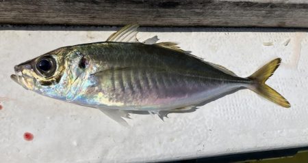 泉州丸さんで鬼アジ