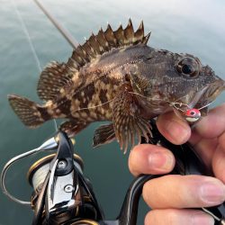 ガシラの合間にセイゴ