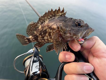 ガシラの合間にセイゴ