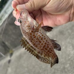 今年初の小オオモン