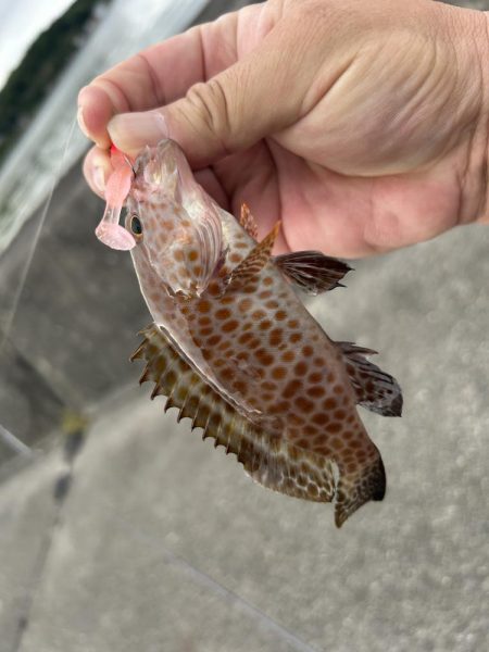 今年初の小オオモン