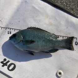 グレと大サバ狙い