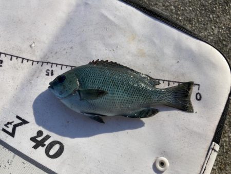 グレと大サバ狙い