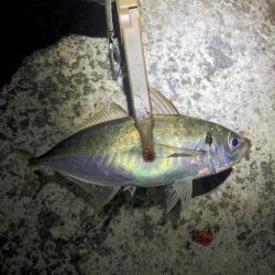 雨の日でもアジング