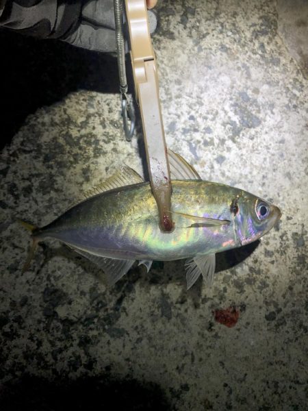 雨の日でもアジング