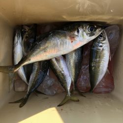 アジングは難しい