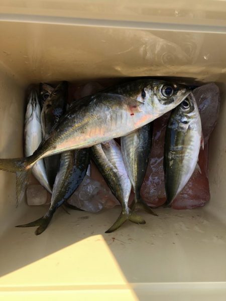 アジングは難しい