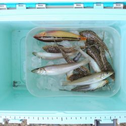 梅雨入り前のキス釣り ガッチョが多い