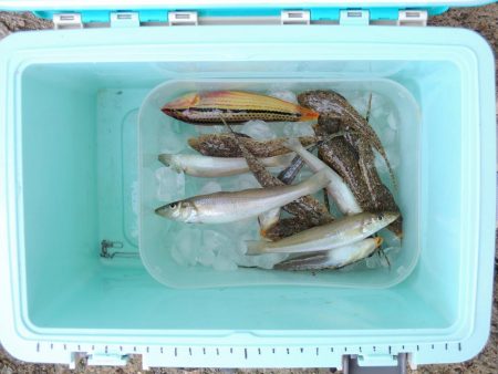 梅雨入り前のキス釣り ガッチョが多い