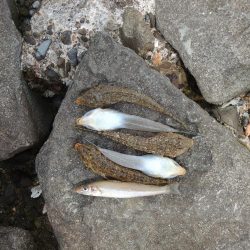 盛期のにキスは何処?