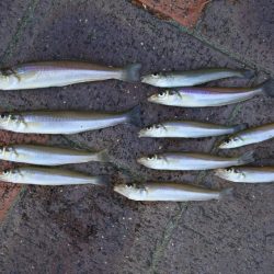 強風下のキス釣り