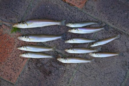 強風下のキス釣り