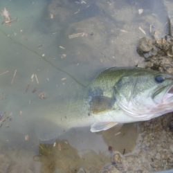 なまずとバス釣り