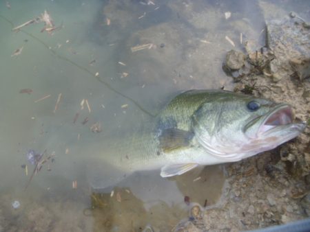 なまずとバス釣り