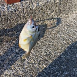 キス釣りとプラッキング