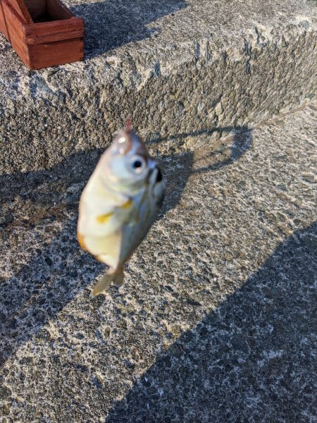 キス釣りとプラッキング