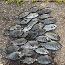 和歌山市江(吉丸渡船)でグレ釣り