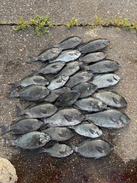 和歌山市江(吉丸渡船)でグレ釣り