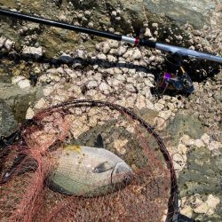沖磯 梅雨グレ釣り