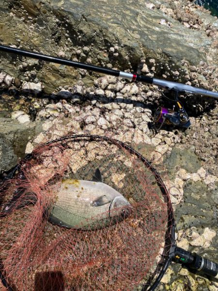 沖磯 梅雨グレ釣り