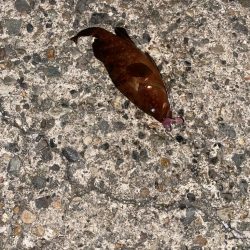 今日もロックフィッシュ