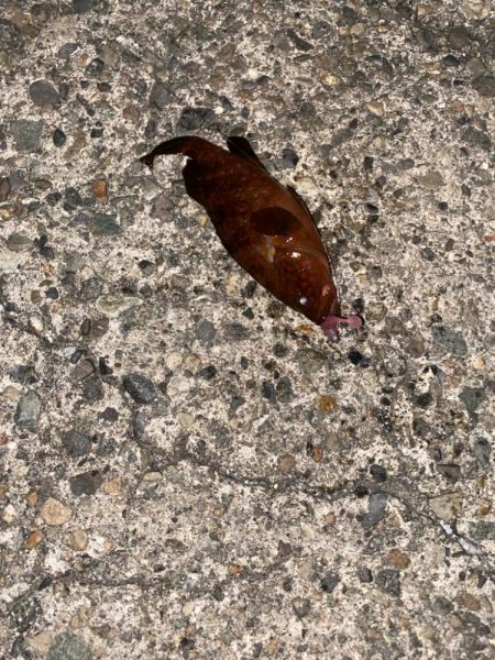 今日もロックフィッシュ