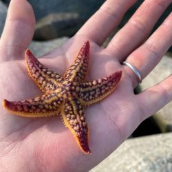 ぷらっと今季初キス釣り