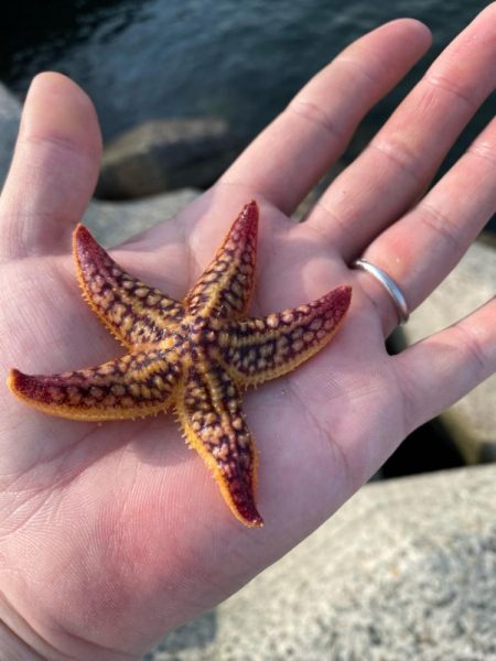 ぷらっと今季初キス釣り