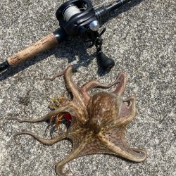 朝寝坊してしまい。慌てて湾奥蛸散歩。。