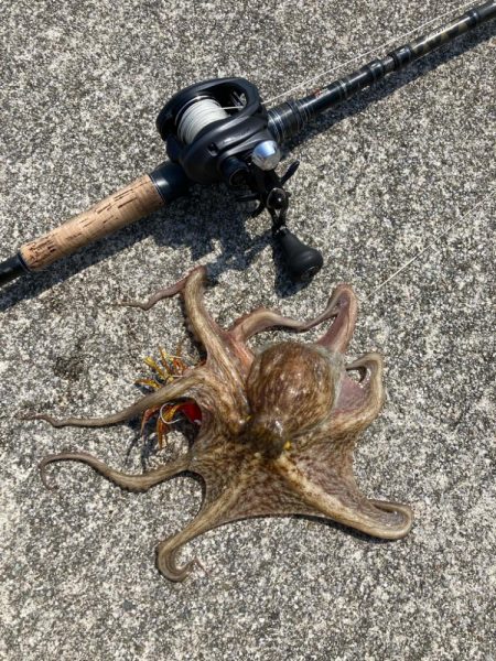 朝寝坊してしまい。慌てて湾奥蛸散歩。。