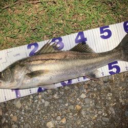 ナイトシーバスフィッシング