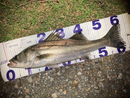 ナイトシーバスフィッシング