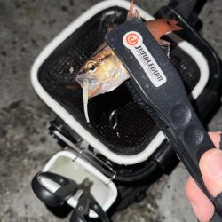 ロックアジング